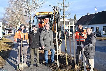 Bürgermeister Thomas Steiner und der 1. Vizebürgermeister Istvan Deli mit Mitarbeitern des Bauhofes beim Pflanzen der Bäume auf der Ruster Str. 