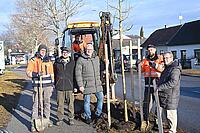 Bürgermeister Thomas Steiner und der 1. Vizebürgermeister Istvan Deli mit Mitarbeitern des Bauhofes beim Pflanzen der Bäume auf der Ruster Str. 